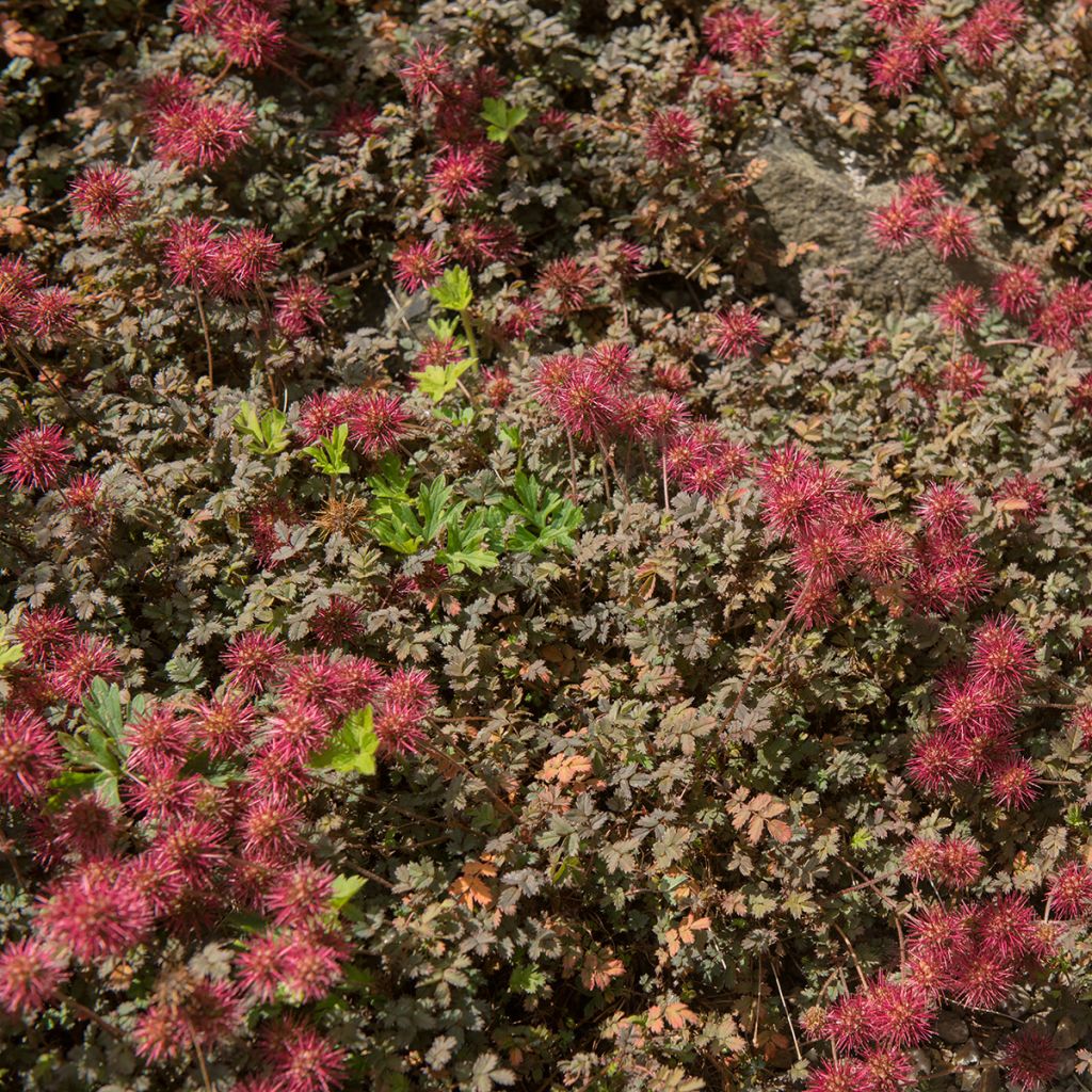 Acaena microphylla Kupferteppich - Abrojos