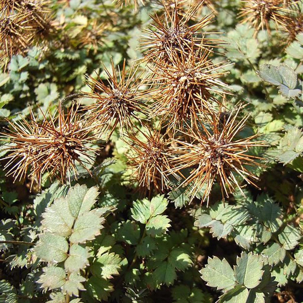 Acaena microphylla Dichte Matte - Abrojos