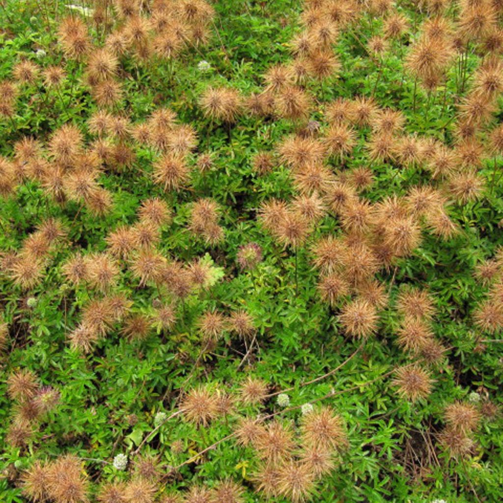 Acaena microphylla Dichte Matte - Abrojos