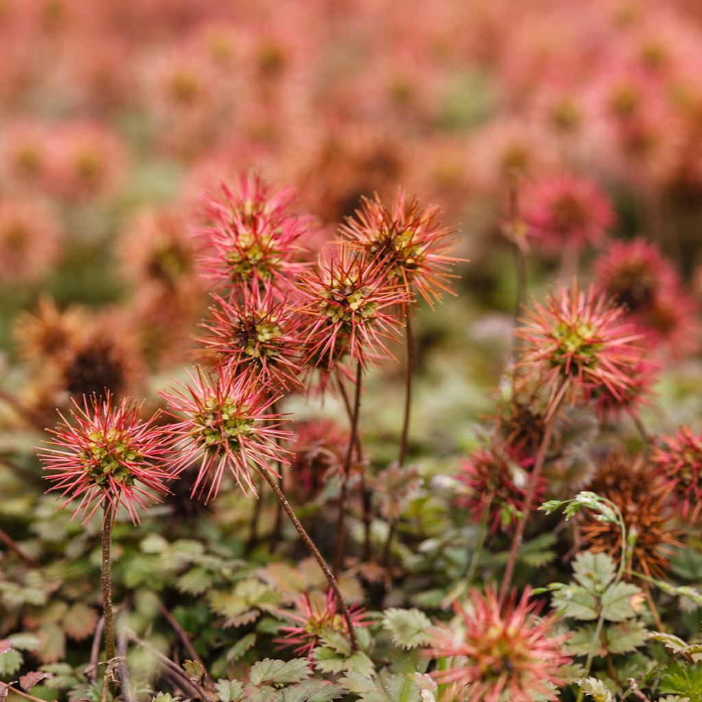 Acaena microphylla - Abrojos