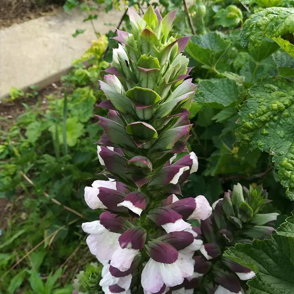 Acanto Húngaro - Acanthus hungaricus White Lips