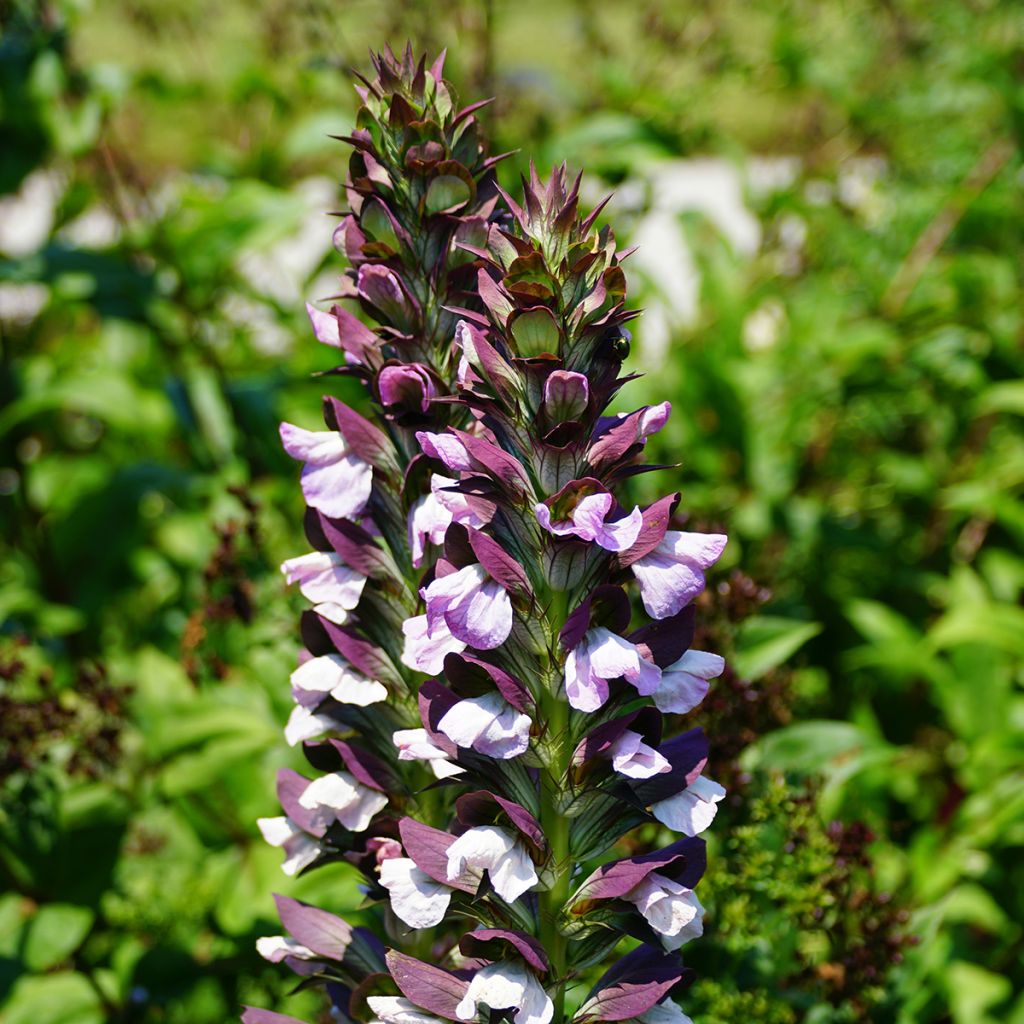 Acanto - Acanthus Morning Candle