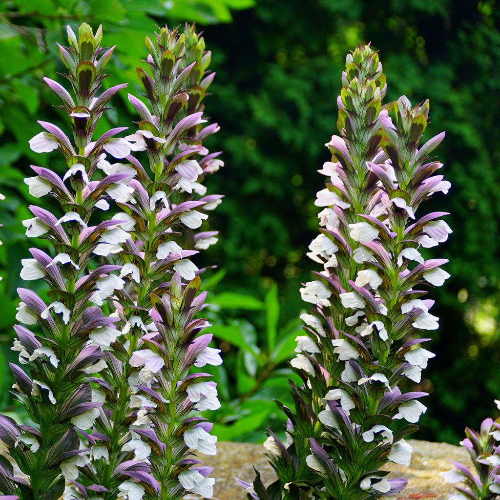 Acanto - Acanthus Morning Candle