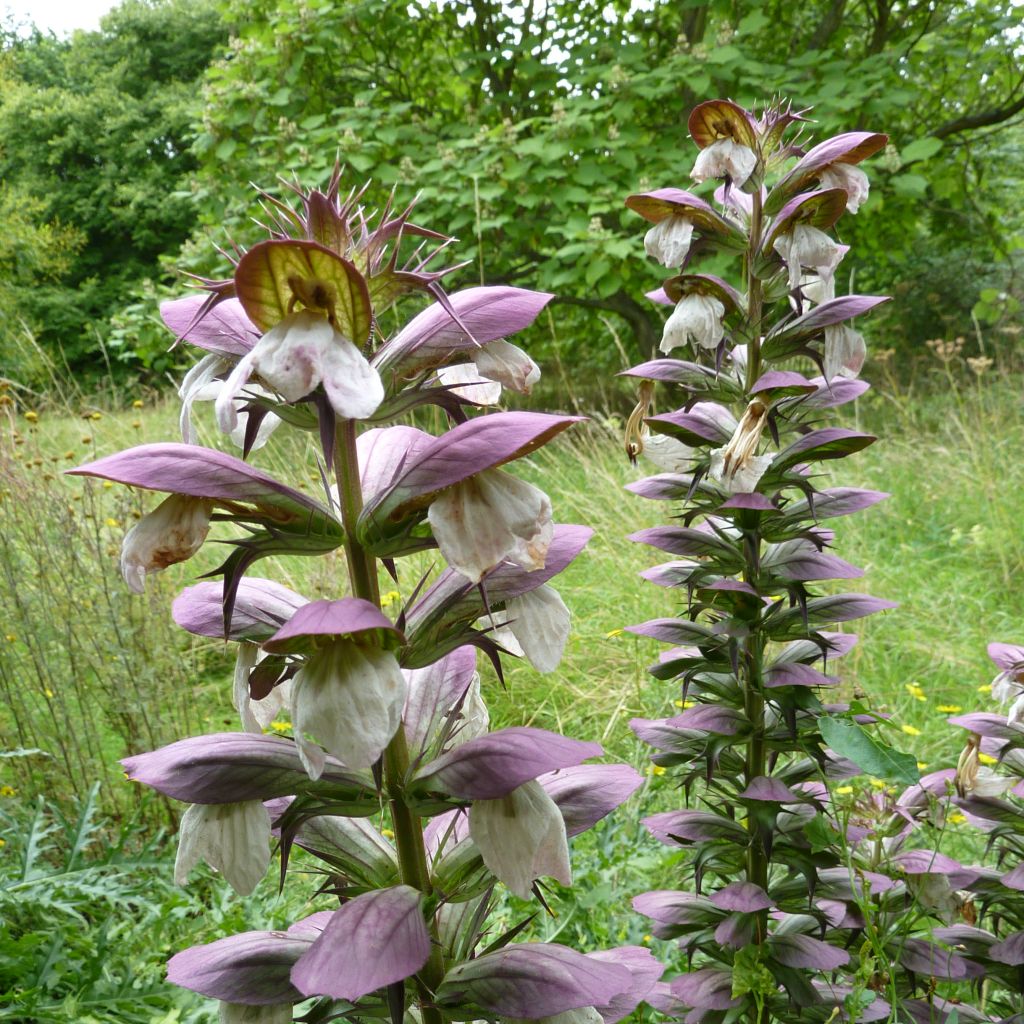 Acanthe spinosus - Acanthe épineuse 