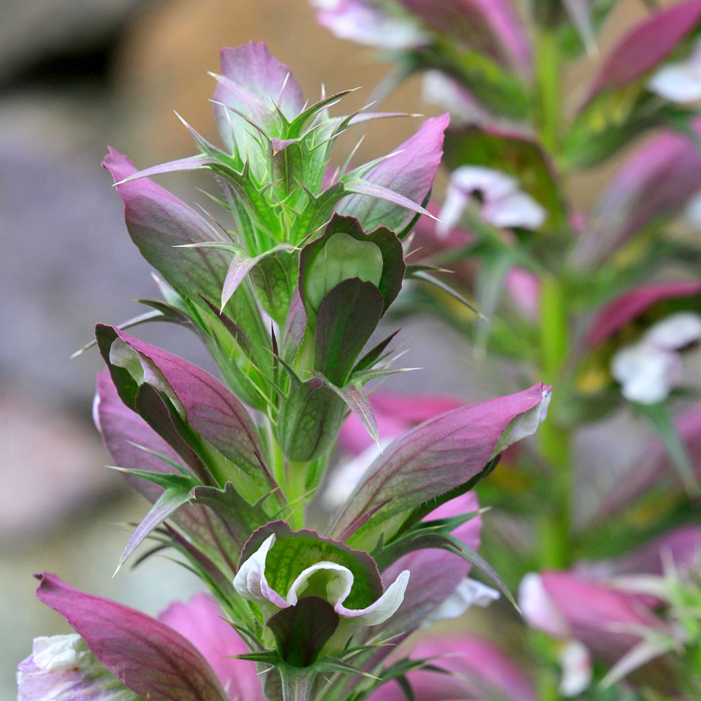 Acanto espinoso - Acanthus spinosus