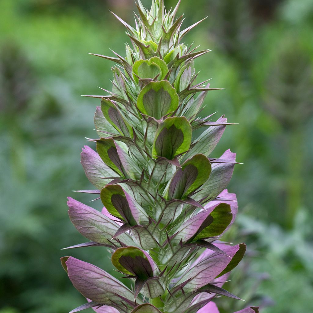 Acanto espinoso - Acanthus spinosus