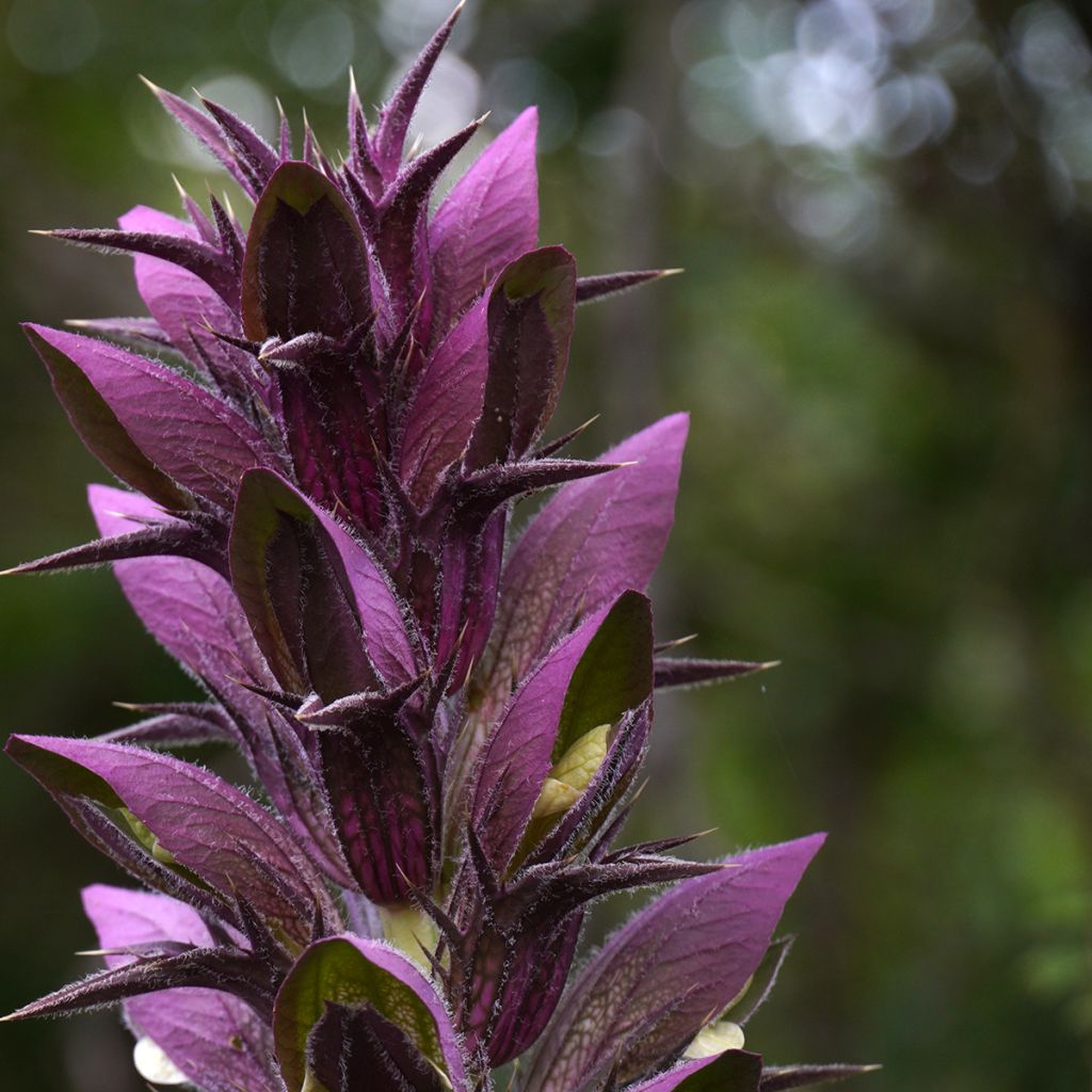 Acanto espinoso - Acanthus spinosus