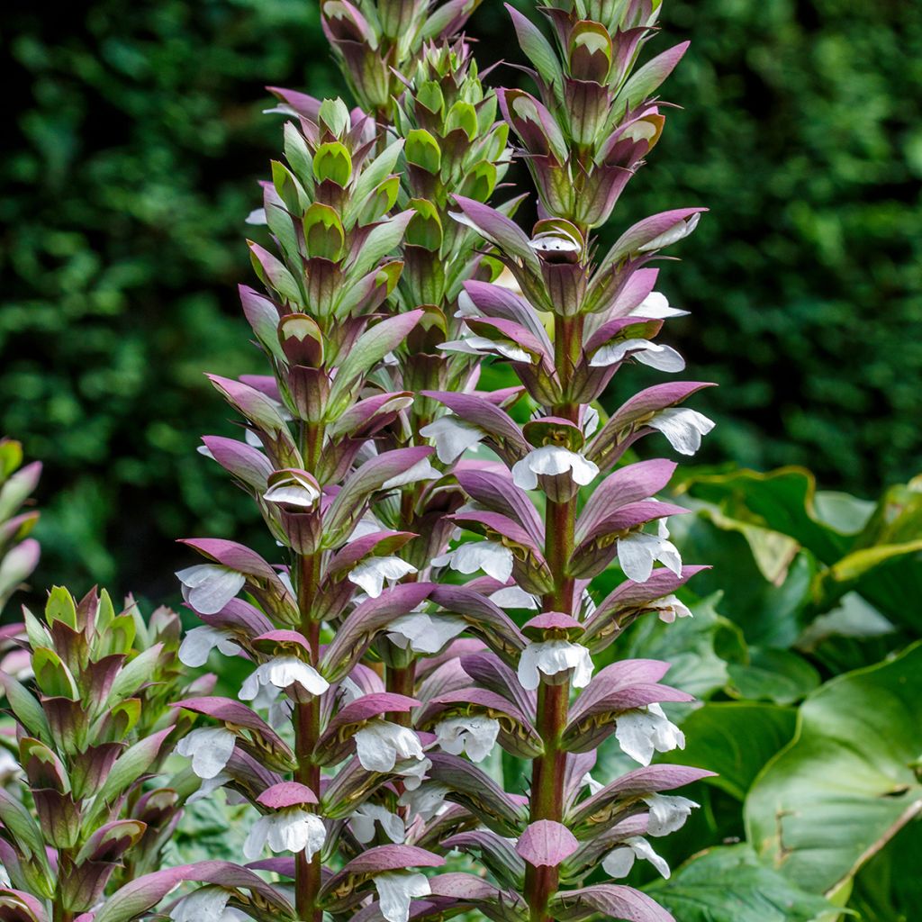 Acanto espinoso - Acanthus spinosus