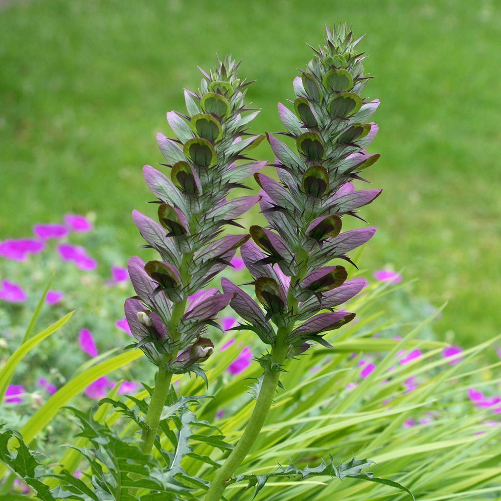 Acanto espinoso - Acanthus spinosus