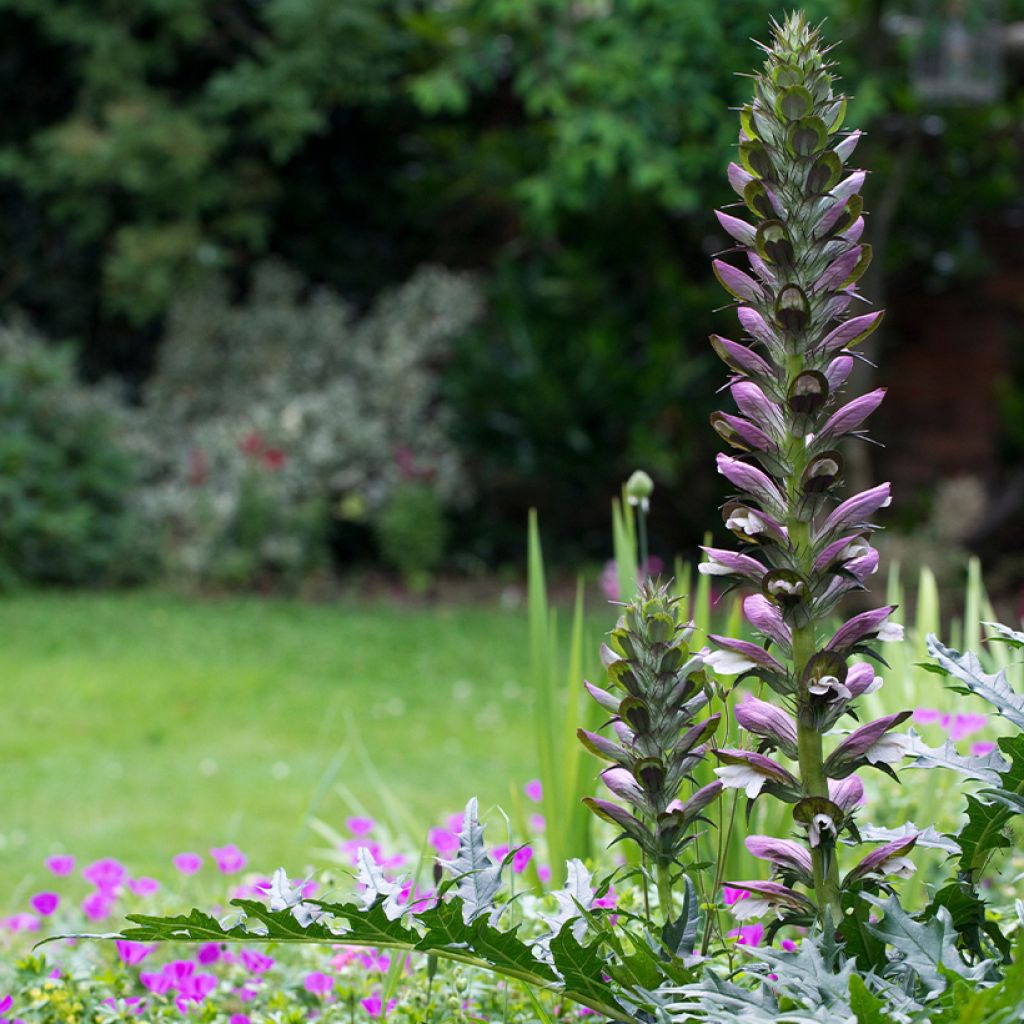 Acanto espinoso - Acanthus spinosus