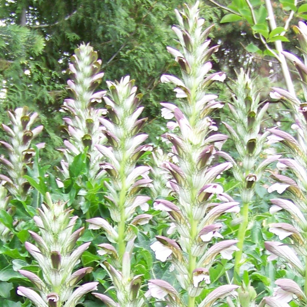 Acanto Húngaro - Acanthus hungaricus