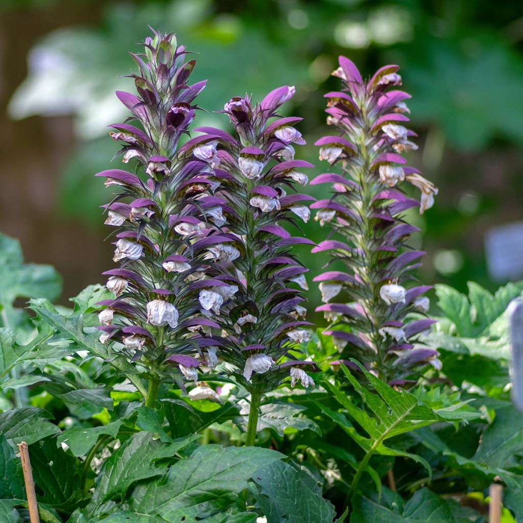 Acanto Húngaro - Acanthus hungaricus