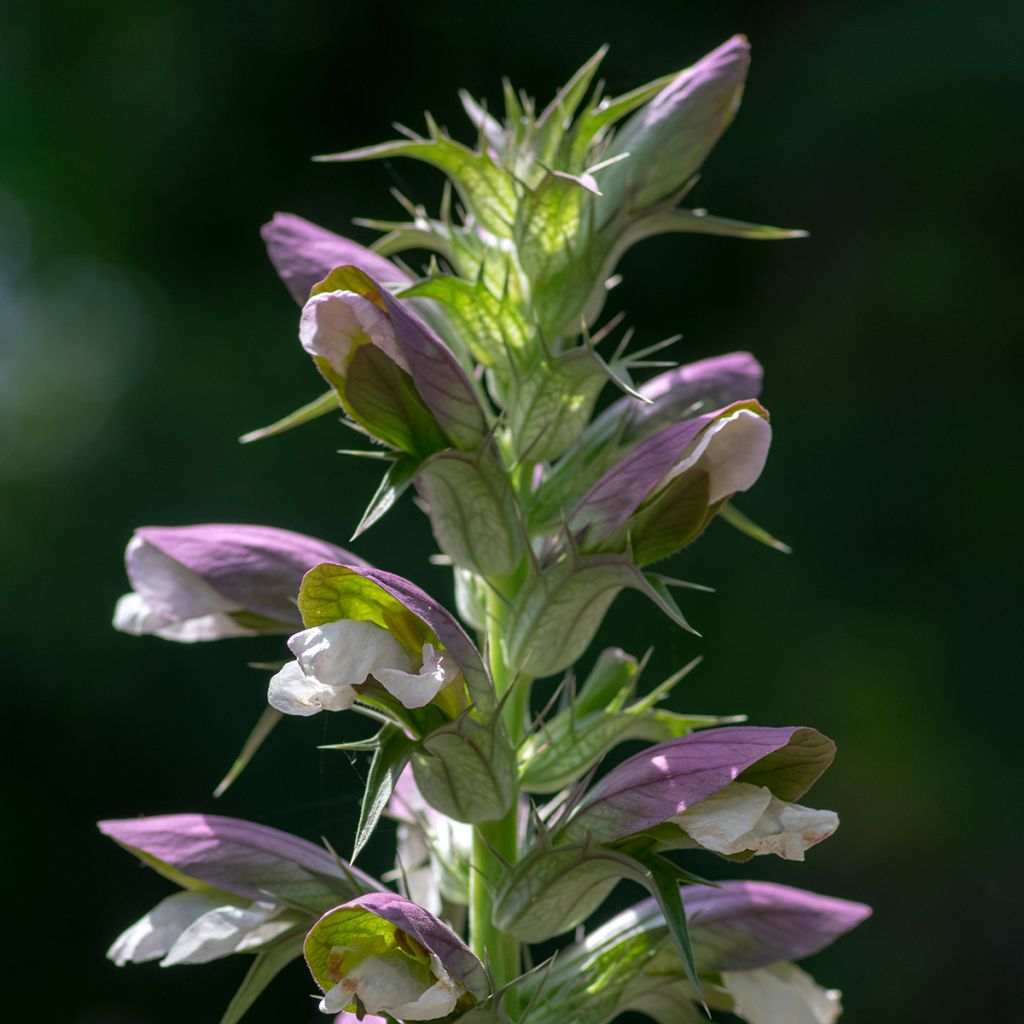 Acanto Húngaro - Acanthus hungaricus