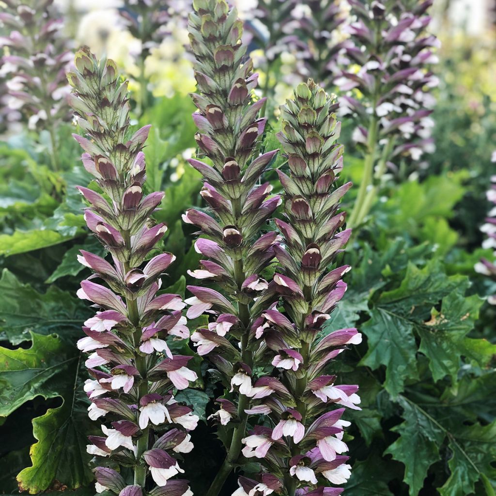 Acanto Húngaro - Acanthus hungaricus