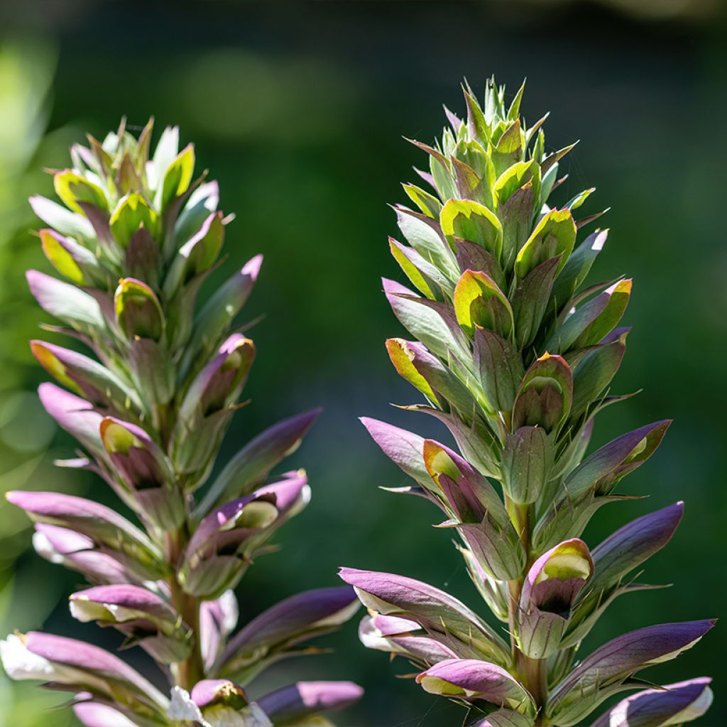 Acanto Húngaro - Acanthus hungaricus