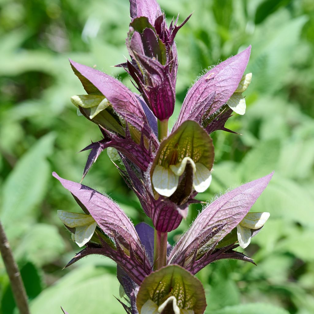 Acanto Húngaro - Acanthus hungaricus