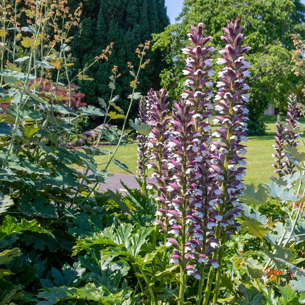 Acanto Húngaro - Acanthus hungaricus