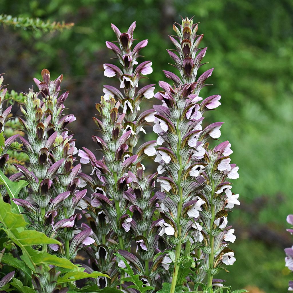 Acanto - Acanthus mollis