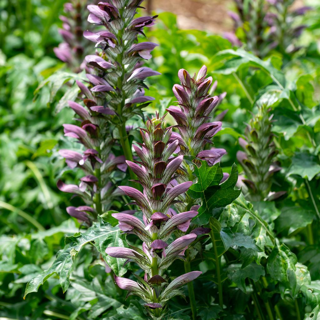 Acanto - Acanthus mollis