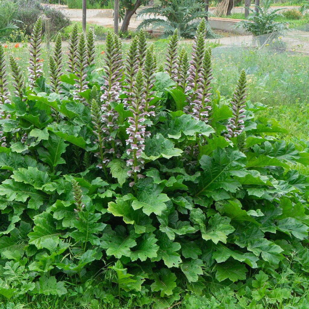 Acanto - Acanthus mollis