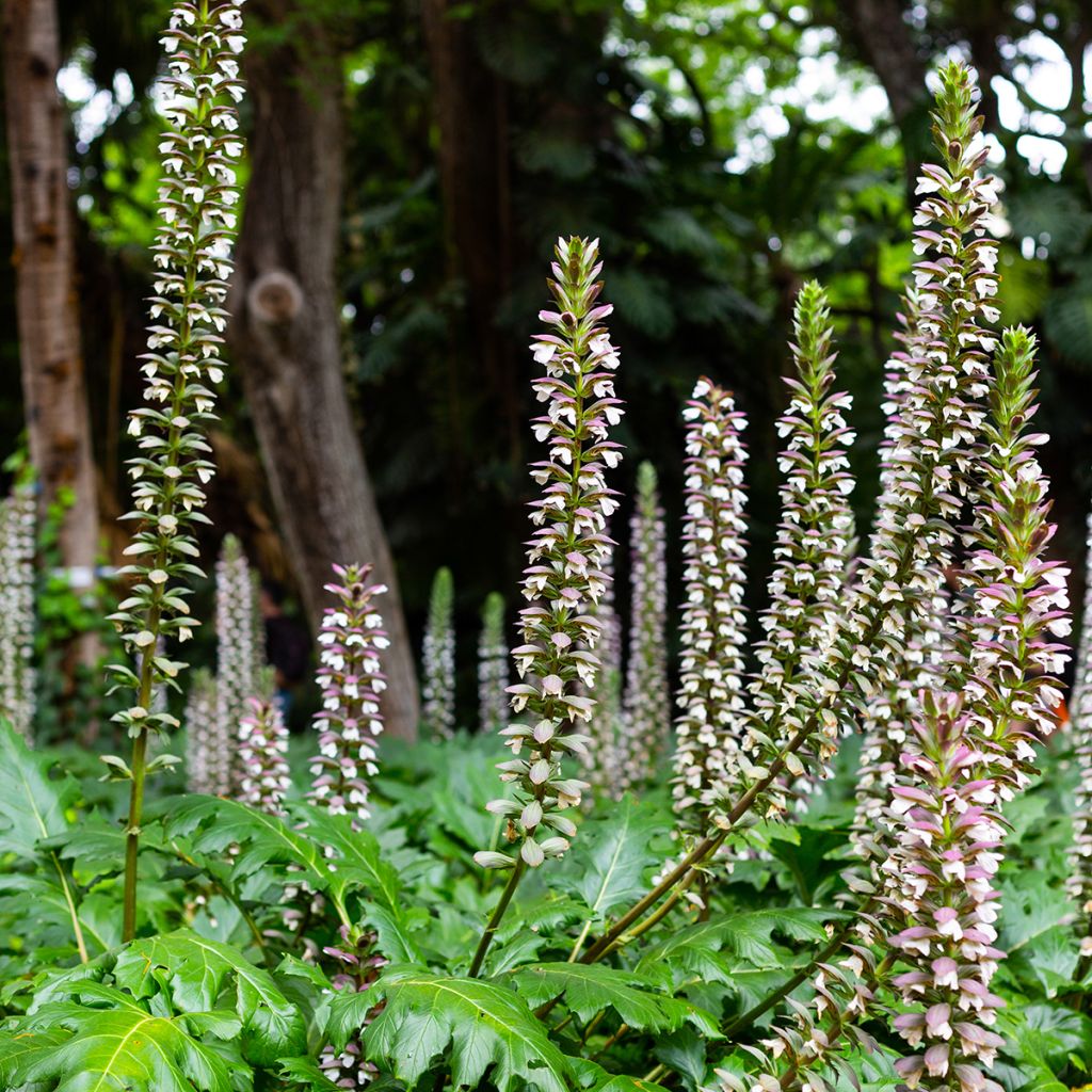 Acanto - Acanthus mollis