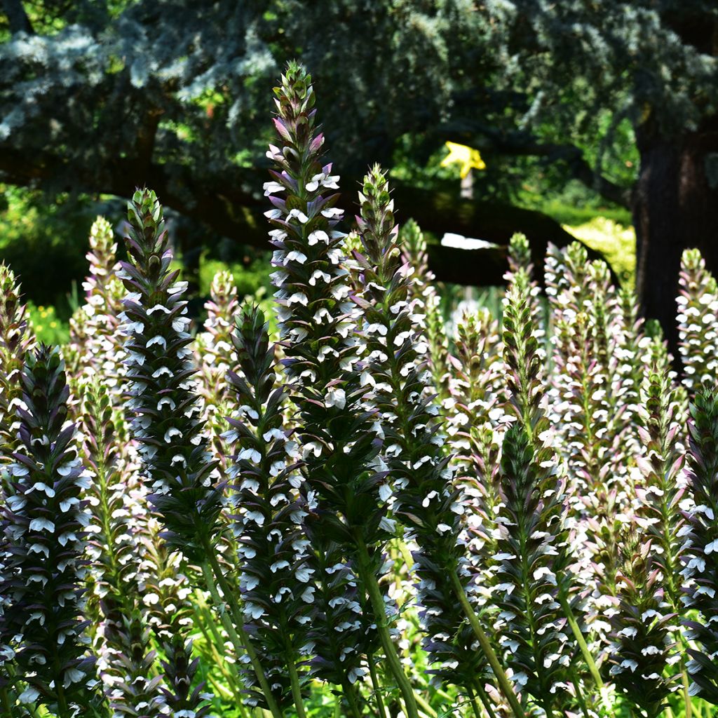 Acanto - Acanthus mollis