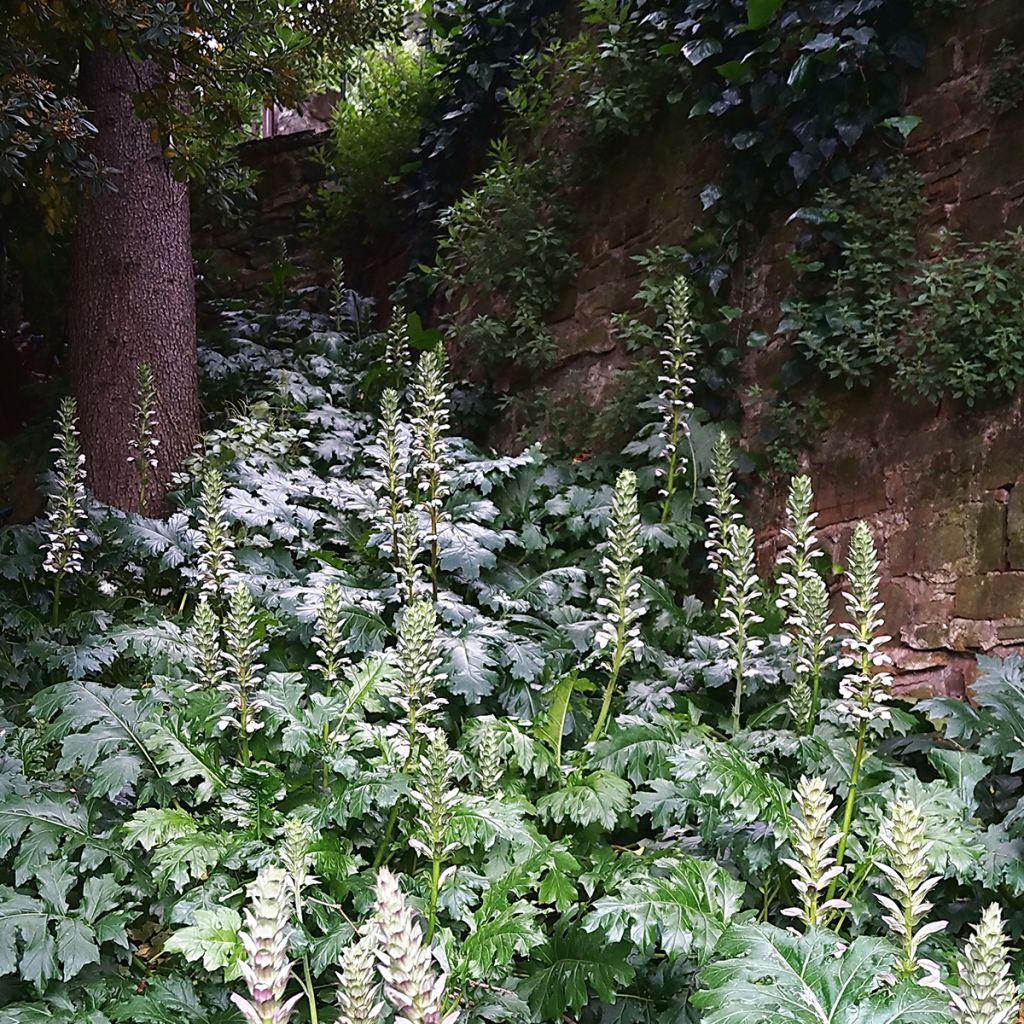 Acanto - Acanthus mollis