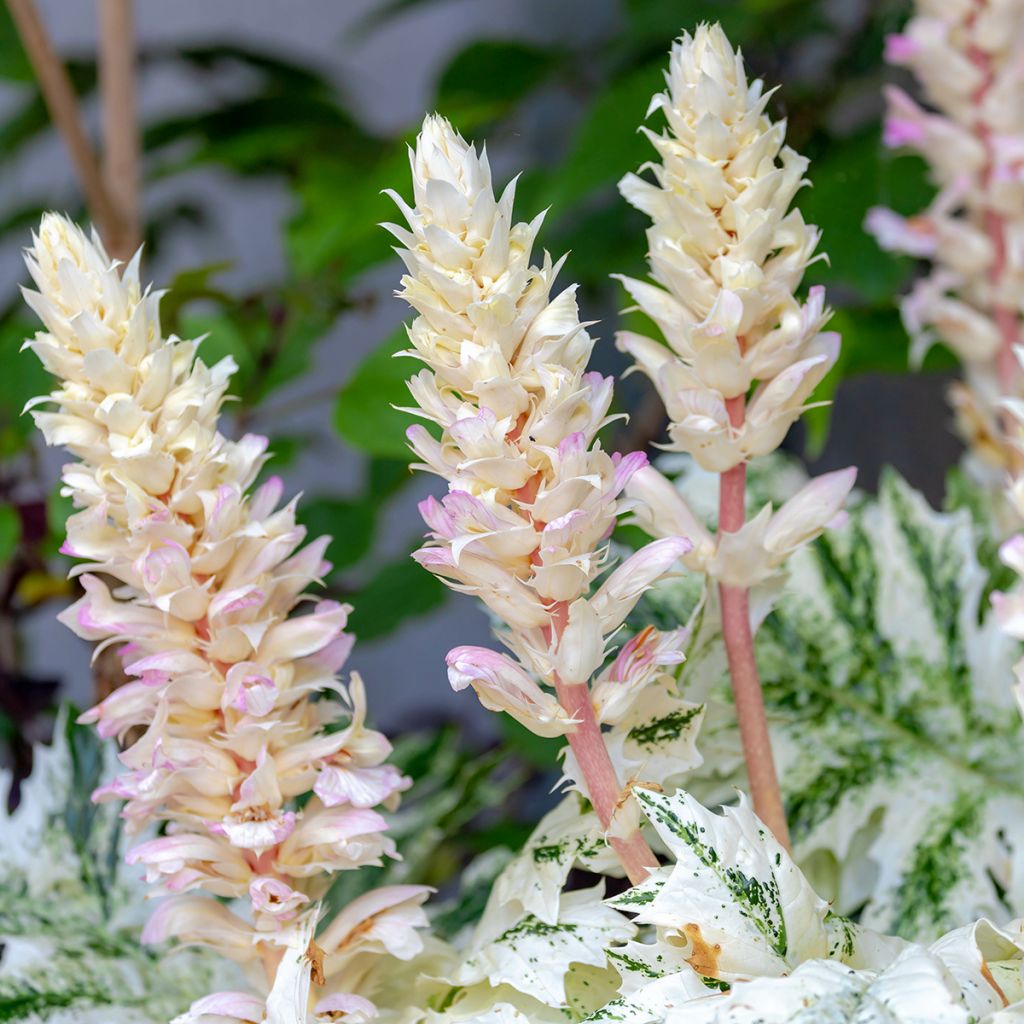 Acanto - Acanthus mollis Tasmanian Angel