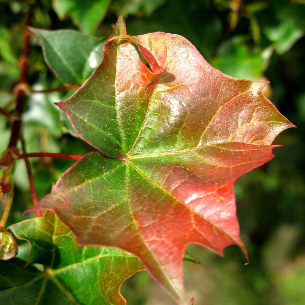 Erable plane - Acer AMPLE SURPRISE