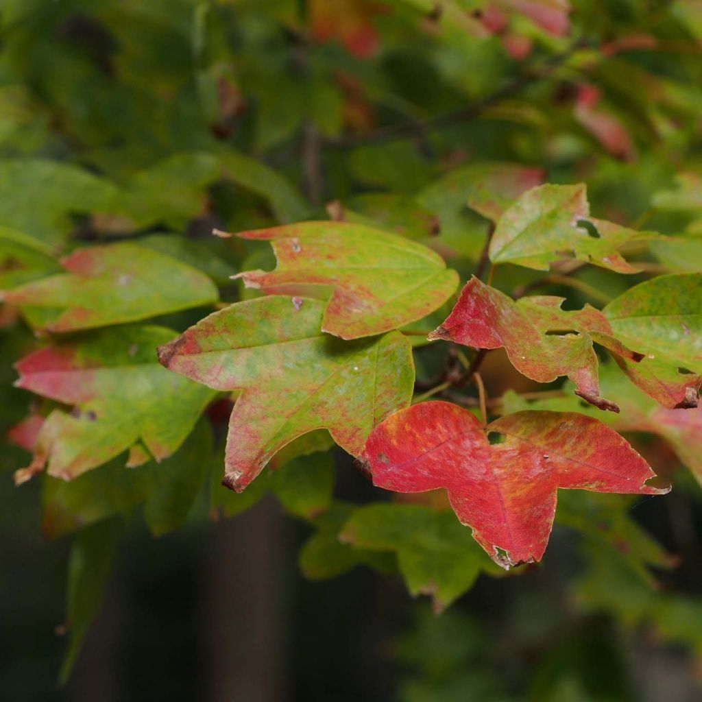 Acer buergerianum - Erable de Buerger