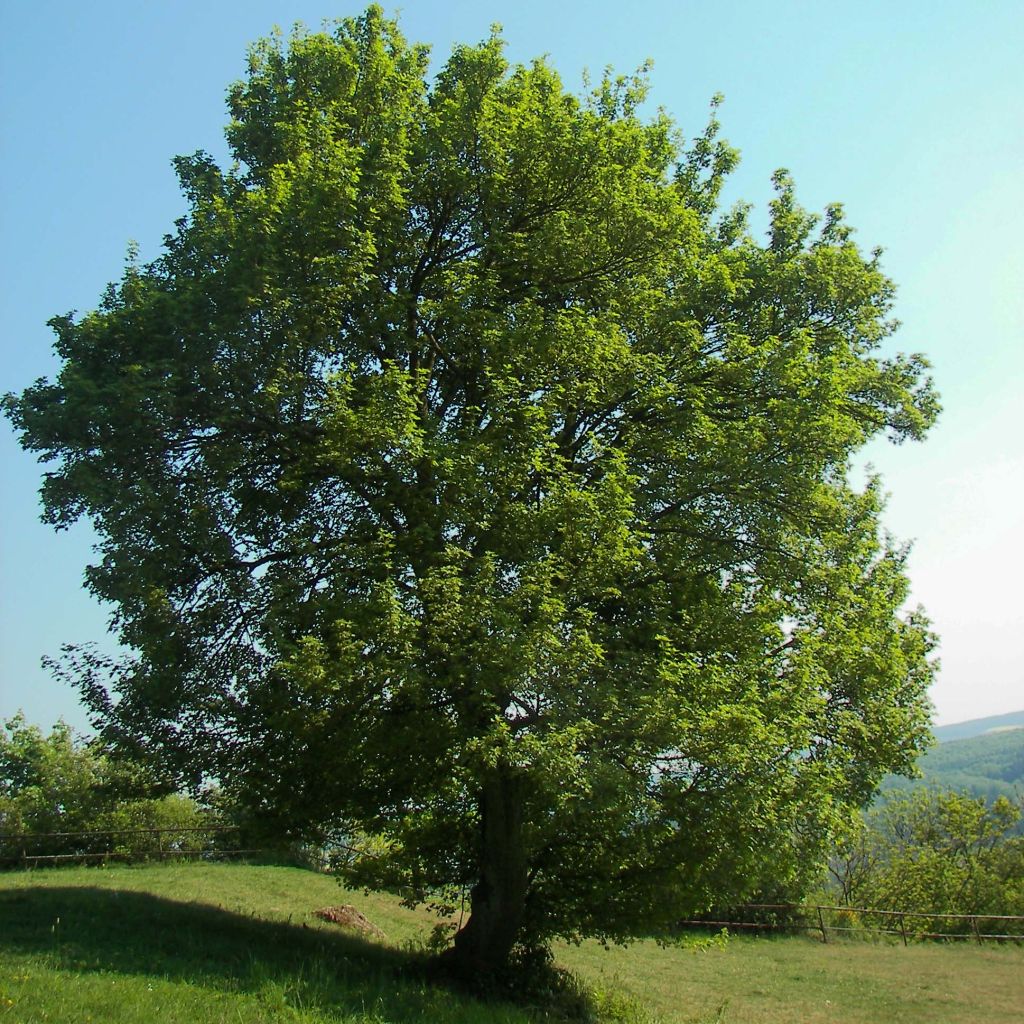 Arce común - Acer campestre