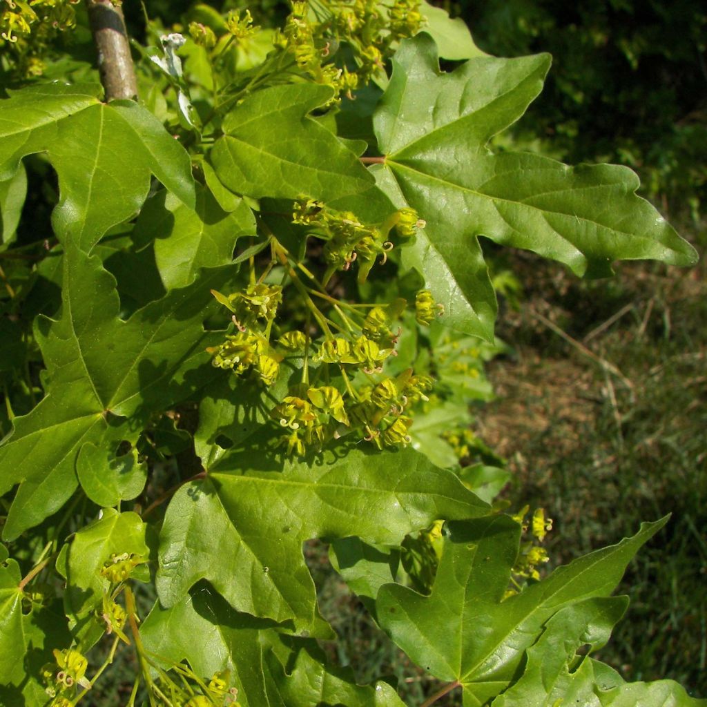 Arce común - Acer campestre