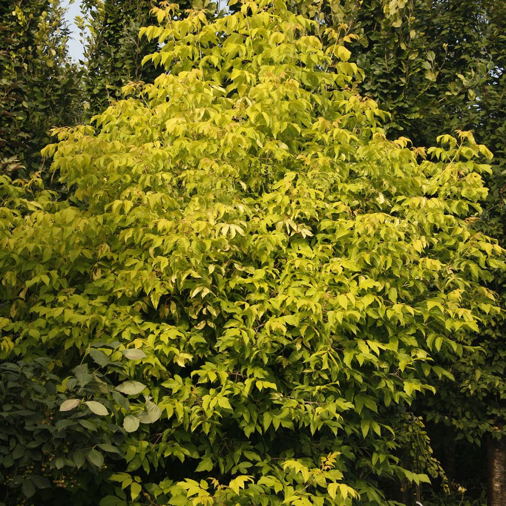 Acer negundo Auratum