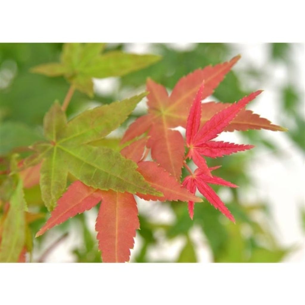 Érable du Japon Beni Maiko - Acer palmatum