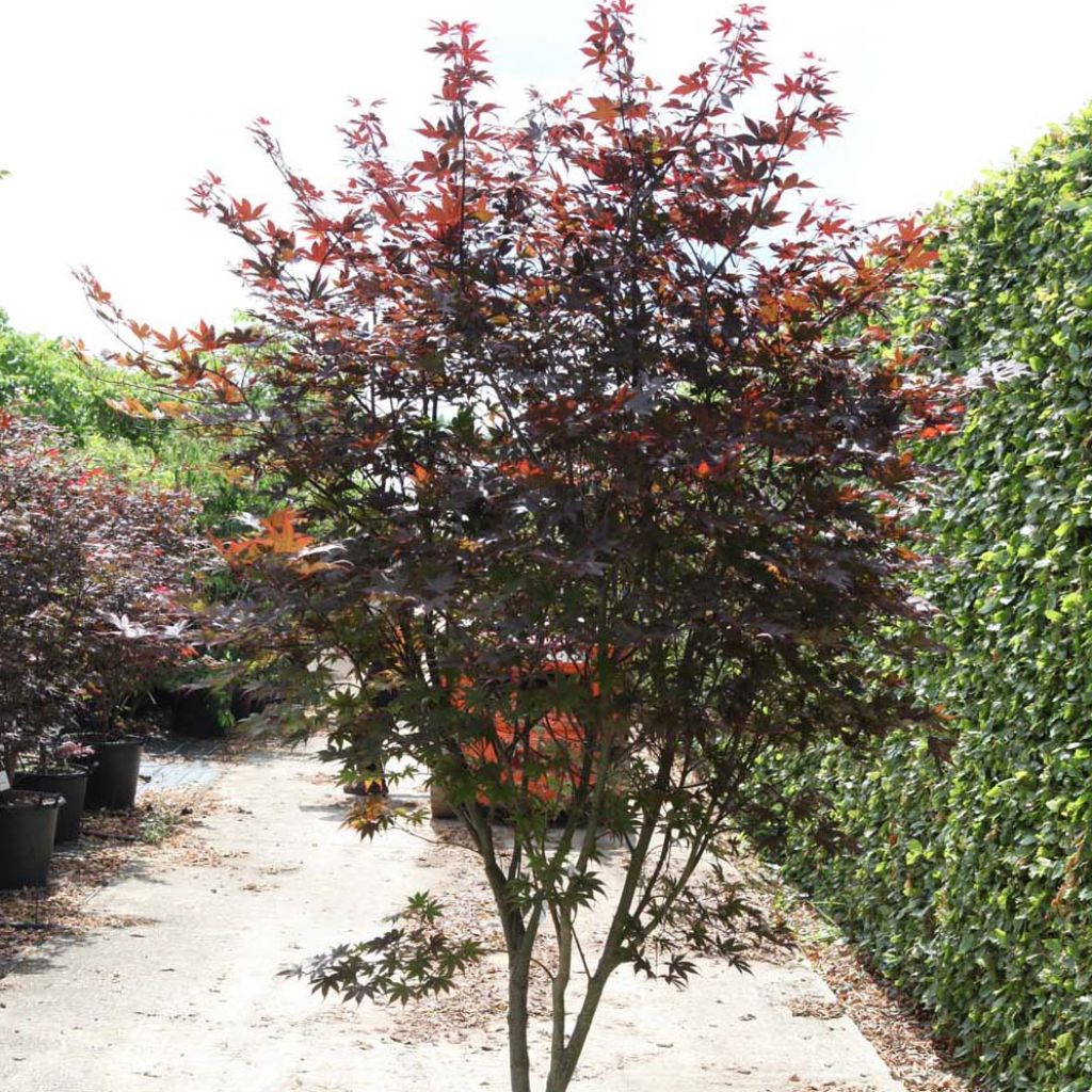 Erable du Japon - Acer palmatum Bloodgood