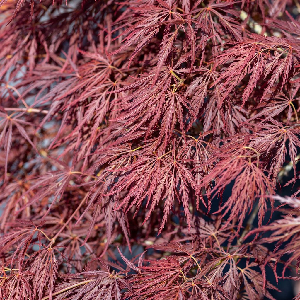 Arce japonés Dissectum Ornatum