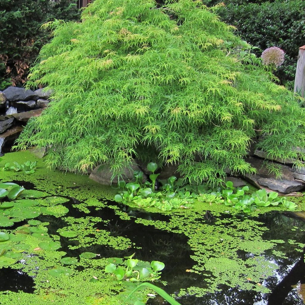 Arce japonés Dissectum Viridis  - Acer palmatum