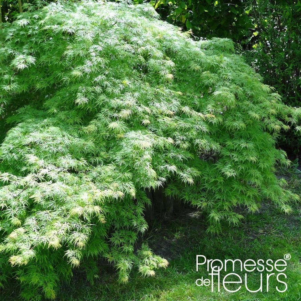 Érable du Japon - Acer palmatum Emerald Lace