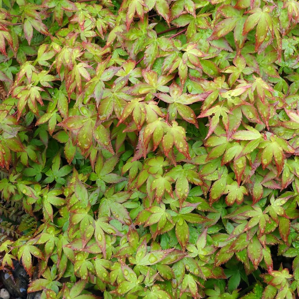 Érable du Japon - Acer palmatum Little Princess