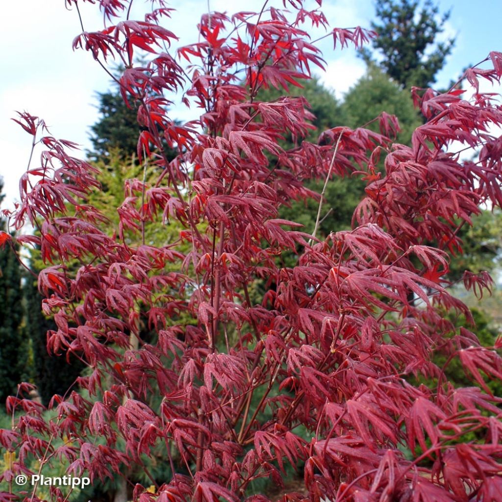 Érable du Japon - Acer palmatum Peve Starfish