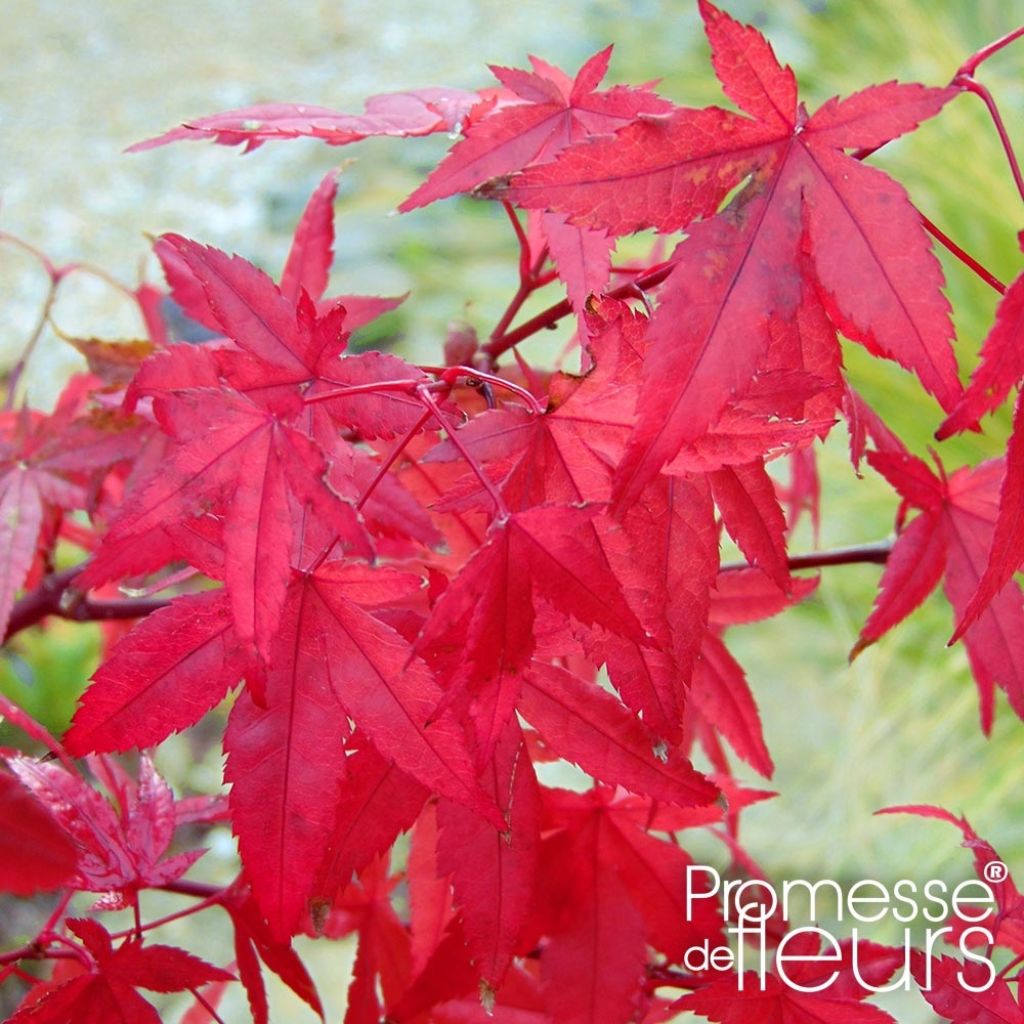 Érable du Japon - Acer palmatum Redwine