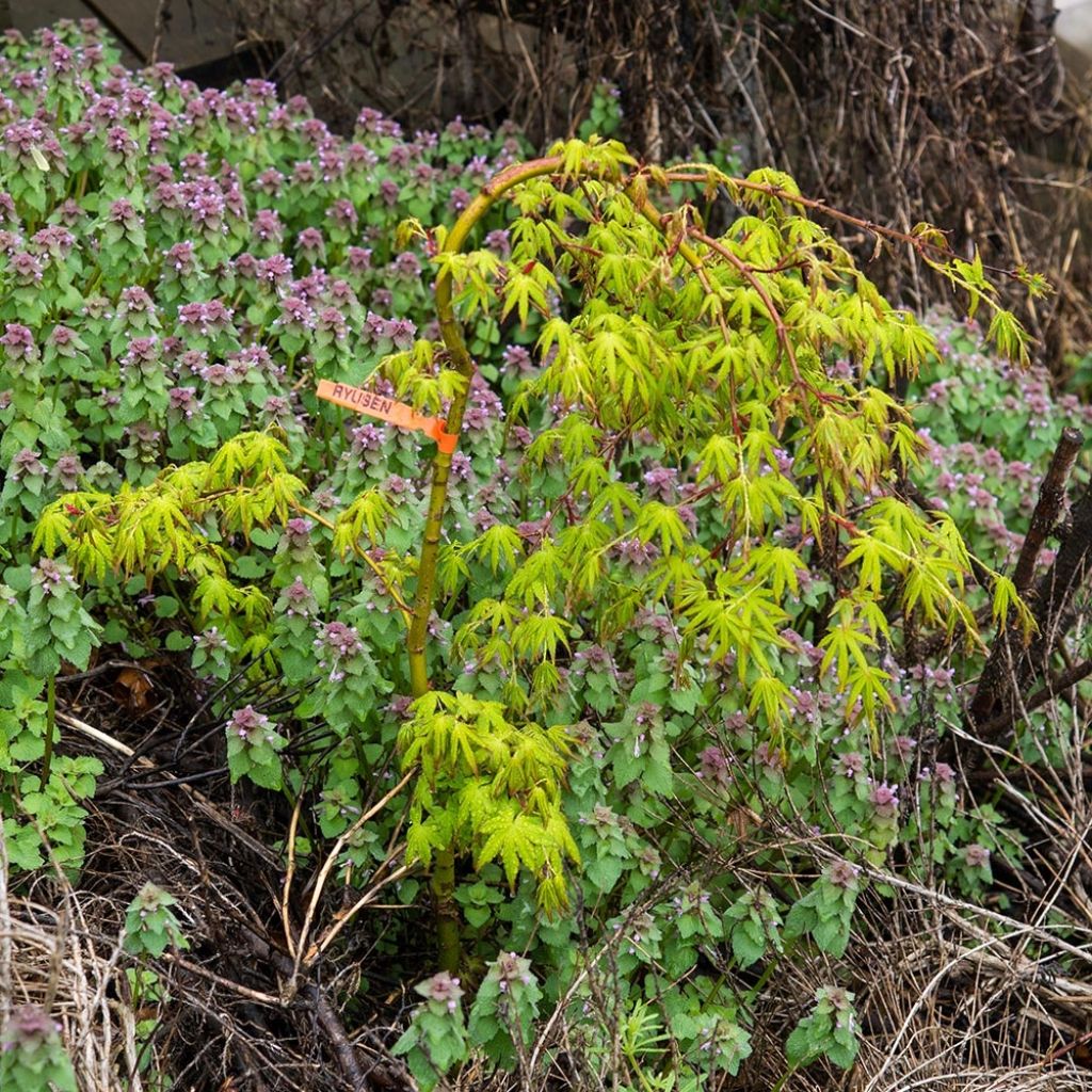 Érable du Japon - Acer palmatum Ryusen