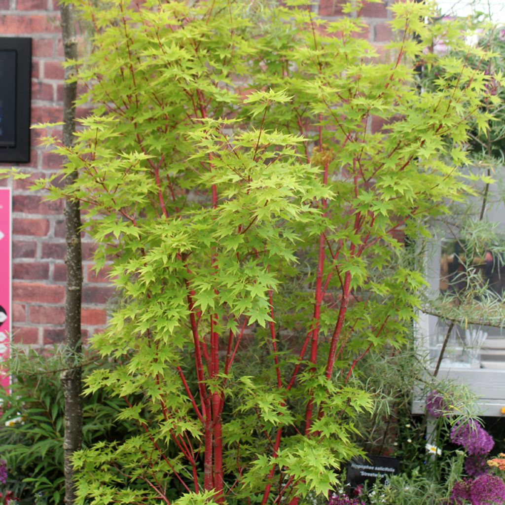 Arce japonés Sangokaku - Acer palmatum