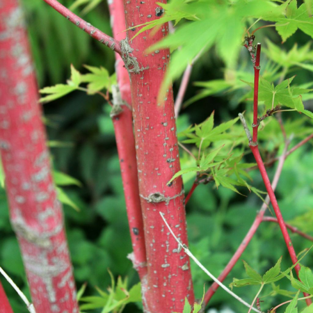 Arce japonés Sangokaku - Acer palmatum