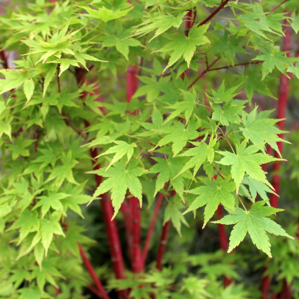 Arce japonés Sangokaku - Acer palmatum