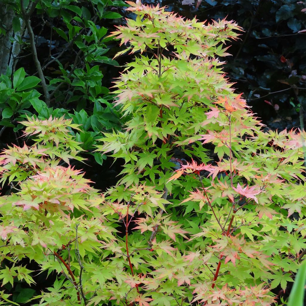 Arce japonés Sangokaku - Acer palmatum