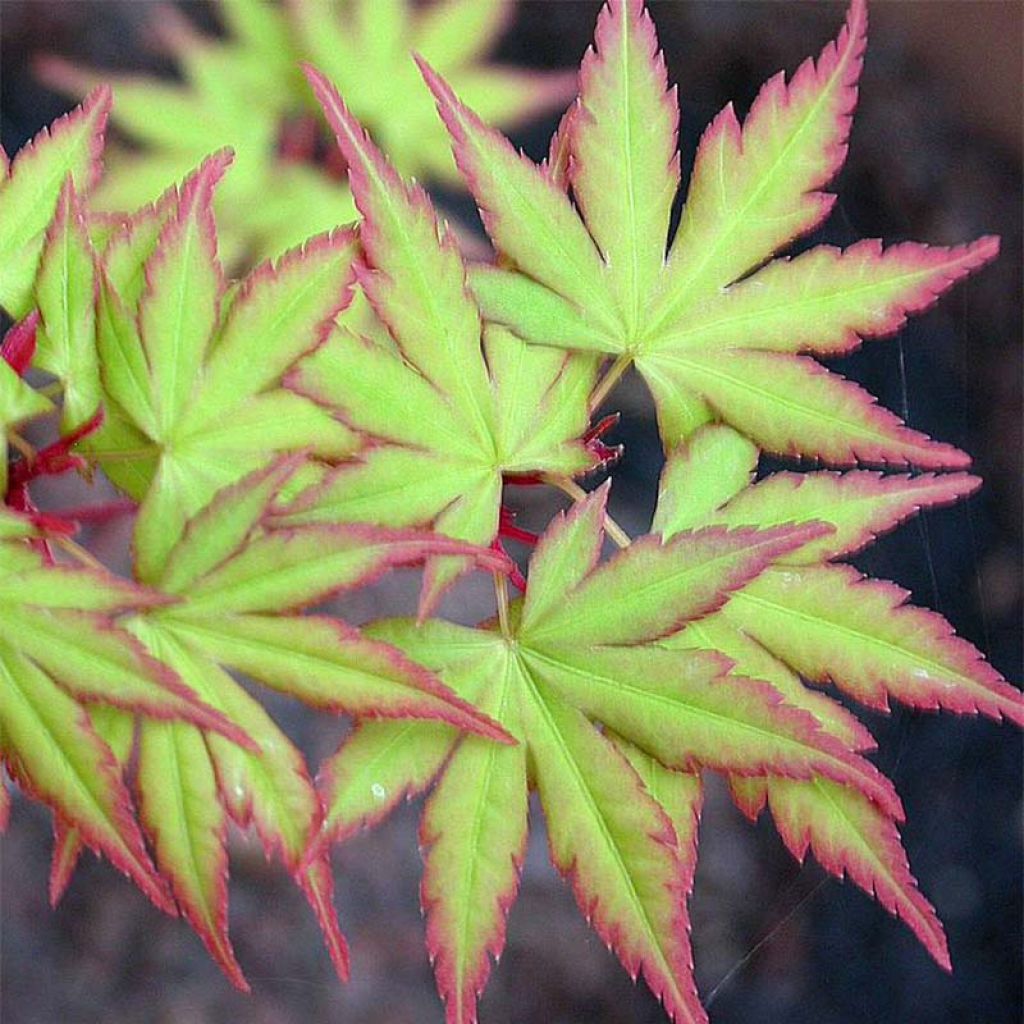 Arce japonés Sangokaku - Acer palmatum