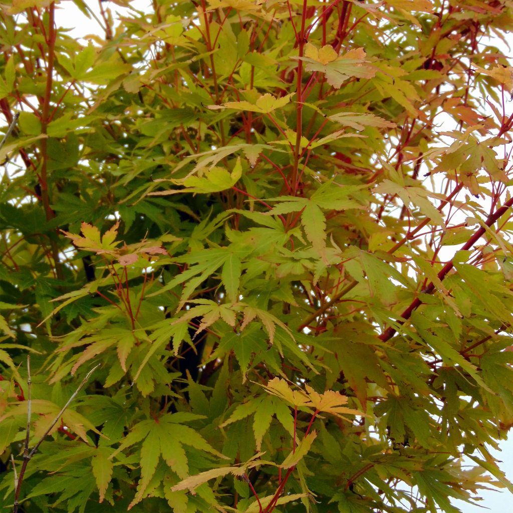 Arce japonés Sangokaku - Acer palmatum