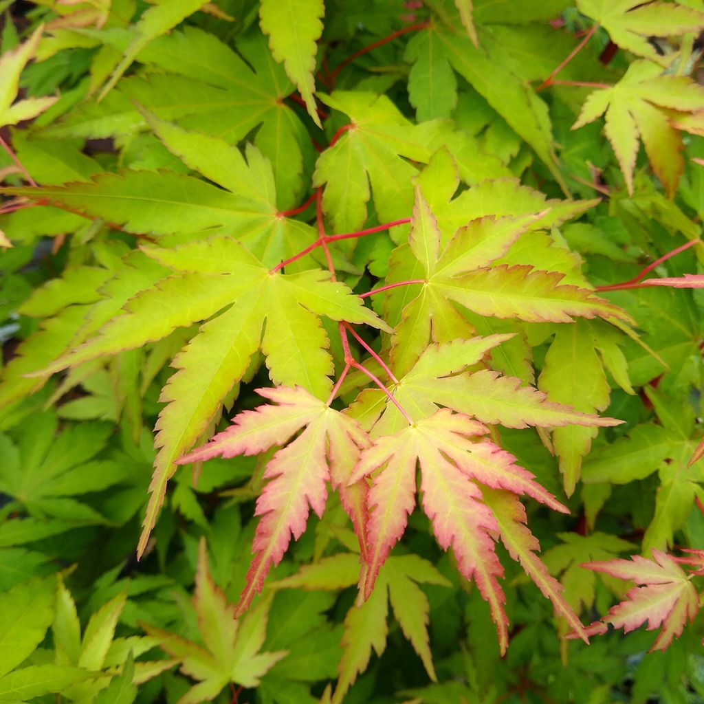 Arce japonés Sangokaku - Acer palmatum