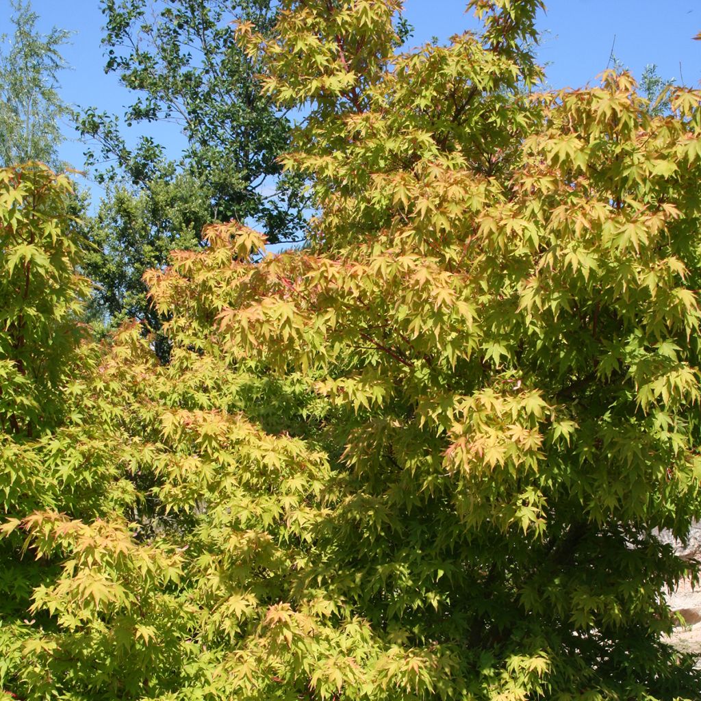 Arce japonés Sangokaku - Acer palmatum